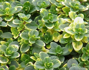 Limon Kekiği Kullanımı ve Faydaları Nelerdir? Limon Kekiği Kullanımı ve Faydaları Nelerdir?