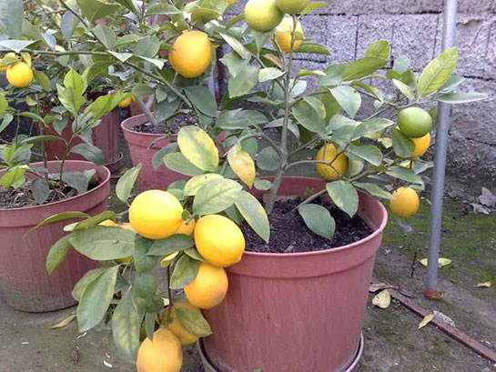 Evde Limon Ağacı Yetiştirmek