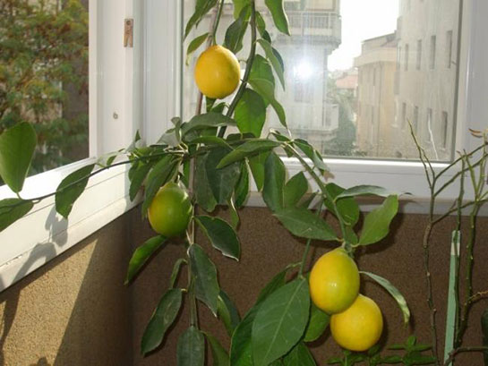 Limon Budama Nasıl Yapılır?