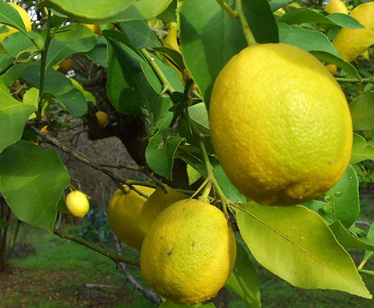 Limon Çeşitleri ve Kullanımı