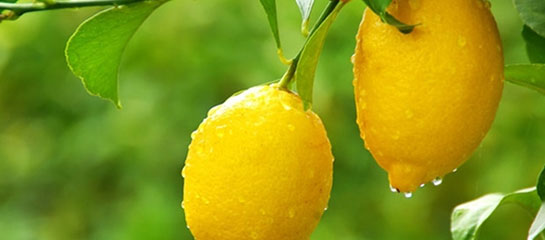 Limonda Şeker Var mı?