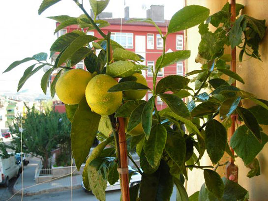 Saksıda Limon Ağacı Türleri ve Özellikleri