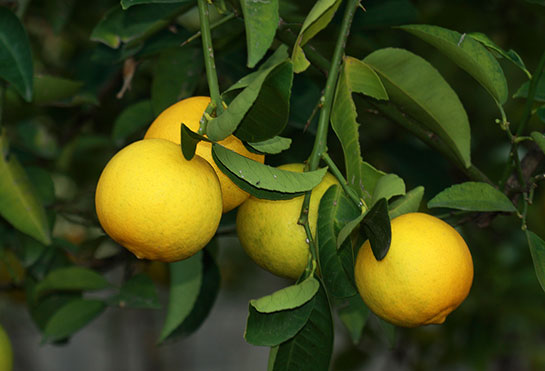 Tatlı Limon Kullanımı ve Faydaları Nelerdir?